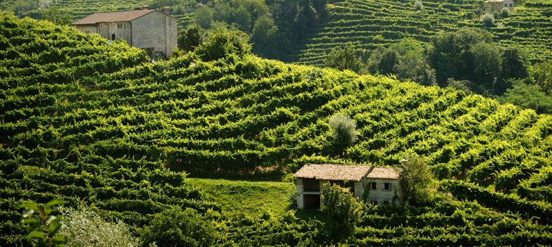 Vinice Valdobbiadene 2